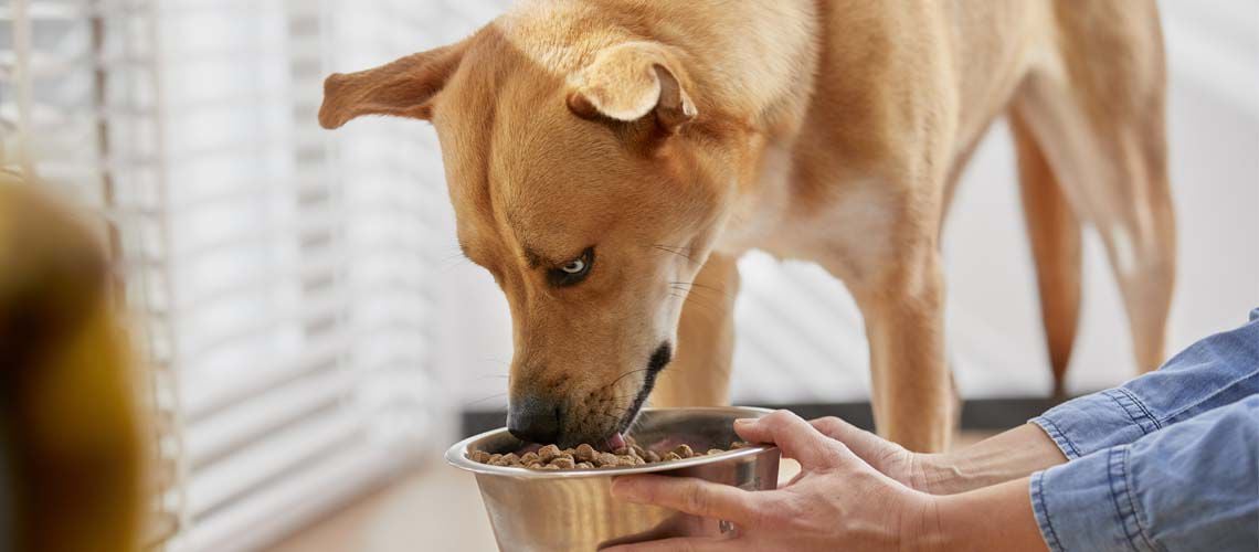 header hond eet brokken niet welkoop advies